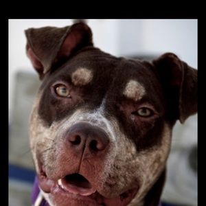 Meet your Posher, Joe